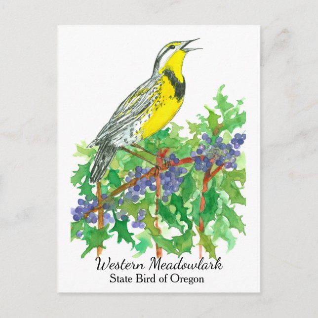 Oregon State Flower Bird Meadowlark Postcard (Front)
