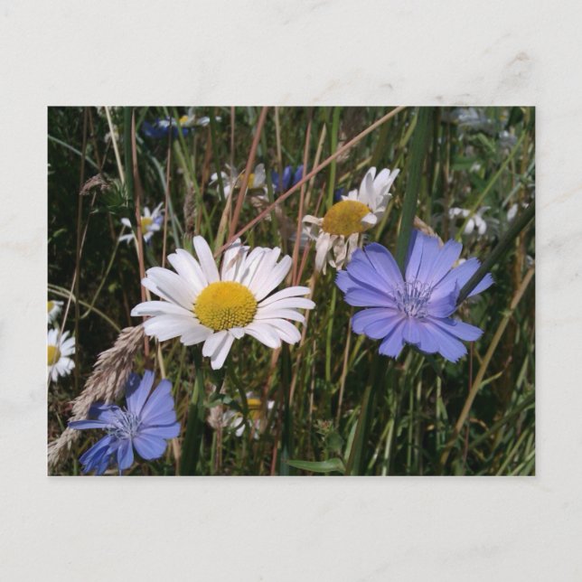 Oregon Wildflowers Postcard (Front)