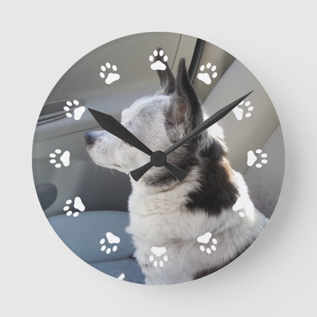 Oreo Coloured Chihuahua Clock (Front)