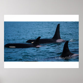 Oreo, Cookie and DoubleStuf Poster