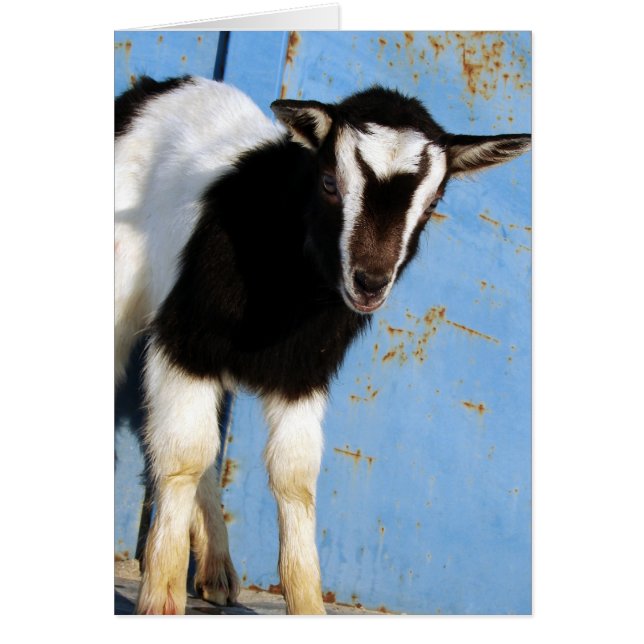 Oreo The Goat Kid (Front)