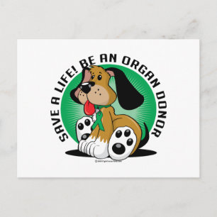 Organ Donor Dog Postcard
