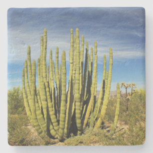 Organ Pipe cactus in Arizona, square stone coaster