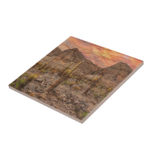 Organ Pipe Cactus On Wood Grain Sunset Photo Tile