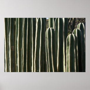 Organ Pipe Cactus Poster