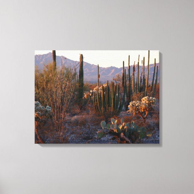 Organ Pipe National Monument Canvas Print (Front)