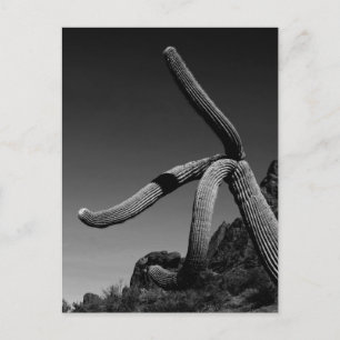 Organ Pipe Park, Saguaro Cactus Art Photograph Postcard