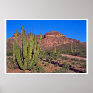 Organ Pipes In Death Valley Poster
