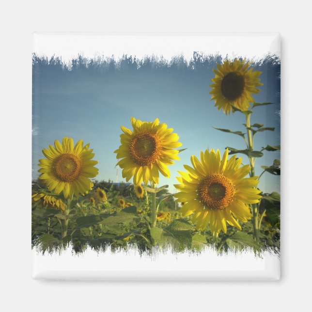 Organic Garden Sunflower Magnet (Front)