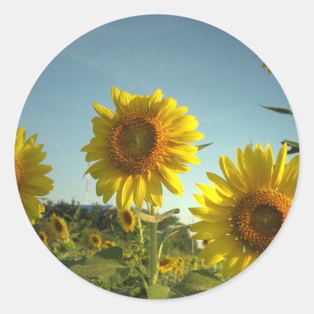 Organic Garden Sunflower Sticker (Front)