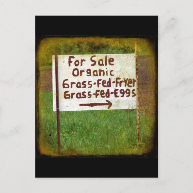 Organic Grass Fed Eggs and Fryers Postcard (Front)