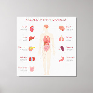 Organs of Human body Canvas Print