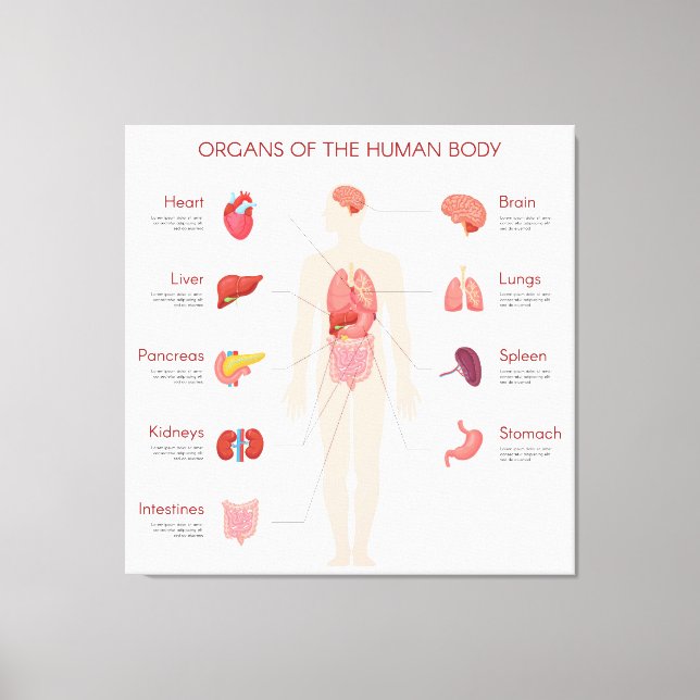 Organs of Human body Canvas Print (Front)