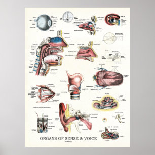 Organs of Sense and Voice Anatomy Poster 18 X 24