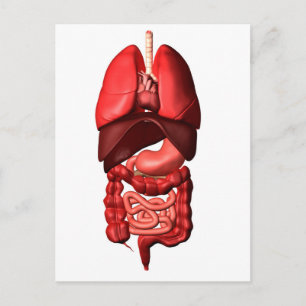 Organs Of The Respiratory And Digestive Systems Postcard