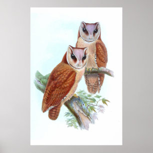 Oriental Bay Barn Owl  T-Shirt Poster