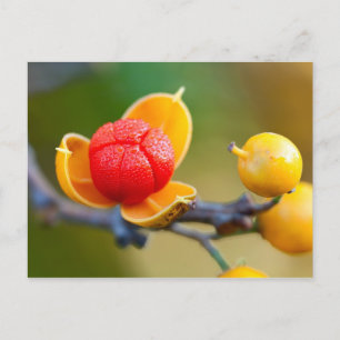 Oriental Bittersweet Postcard