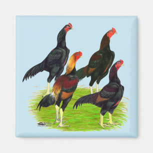 Oriental Game Fowl Quartet Magnet