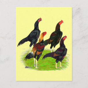 Oriental Game Fowl Quartet Postcard