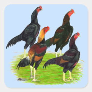 Oriental Game Fowl Quartet Square Sticker