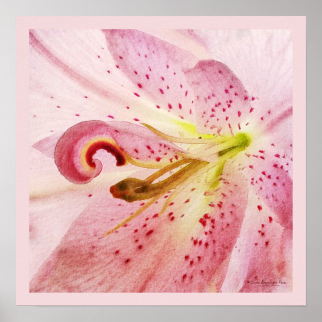 Oriental Pink Lily Poster (Front)