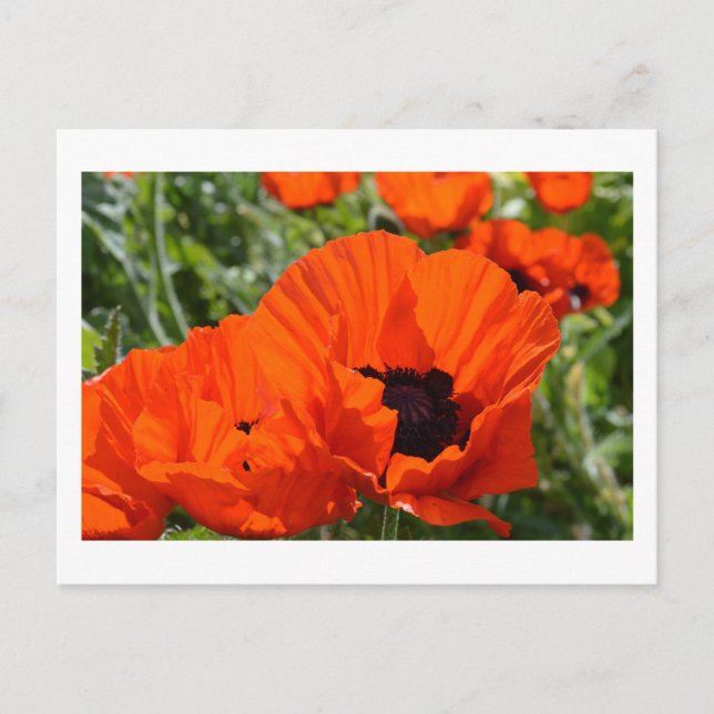 Oriental Poppies Postcard (Front)