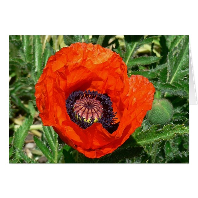 Oriental Poppy (Front Horizontal)
