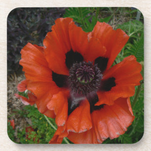 Oriental poppy    coaster