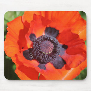Oriental Poppy Flower Mouse Mat