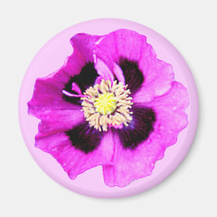 Oriental Poppy fridge magnet pink