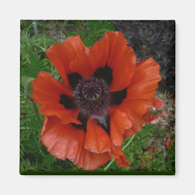 Oriental poppy      magnet (Front)