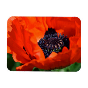 Oriental Poppy Magnet