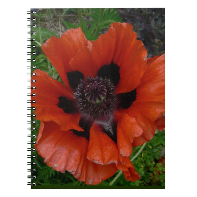 Oriental poppy      notebook (Front)