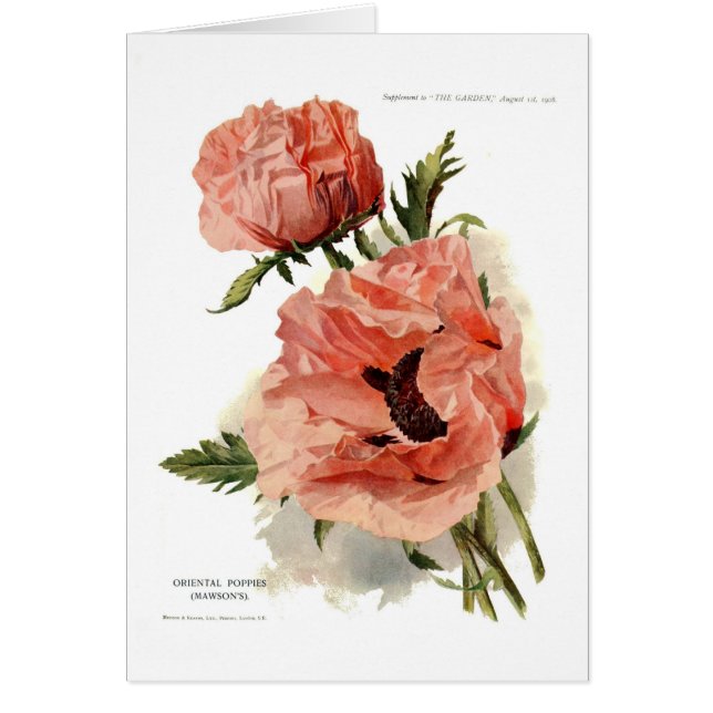 Oriental Poppy (Papaver orientale) (Front)