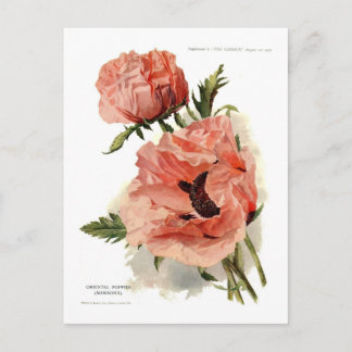 Oriental Poppy (Papaver orientale) Postcard
