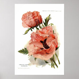 Oriental Poppy (Papaver orientale) Poster