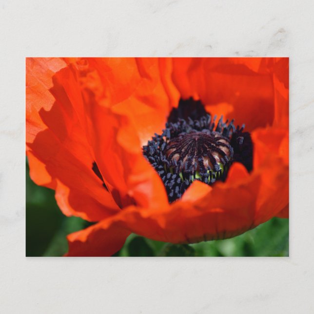 Oriental Poppy Postcard (Front)