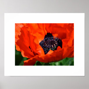 Oriental Poppy Poster