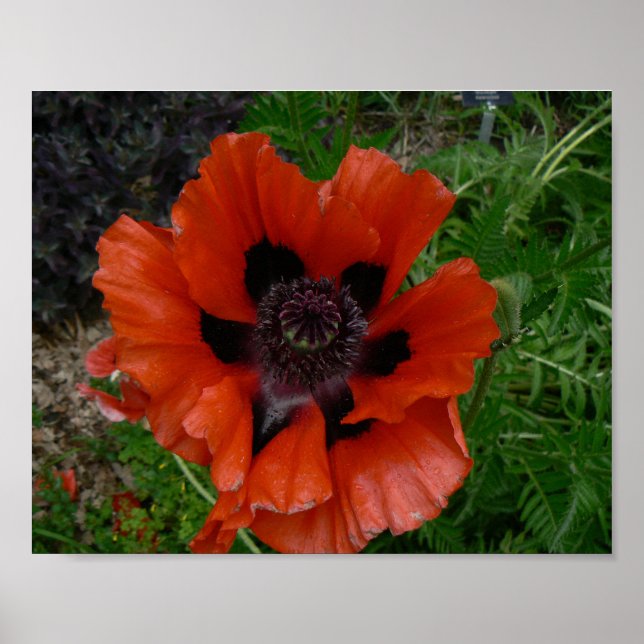 Oriental poppy  poster (Front)