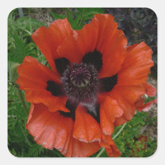 Oriental poppy square sticker