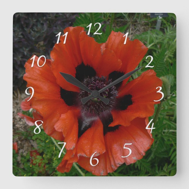 Oriental poppy     square wall clock (Front)
