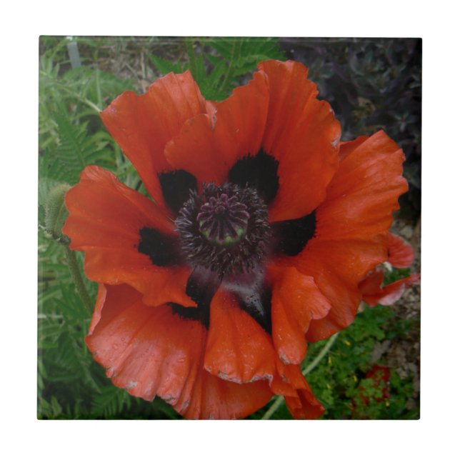 Oriental poppy         tile (Front)