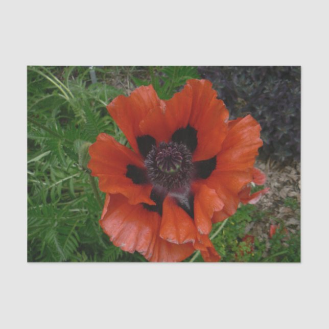 Oriental poppy        tissue paper (Front)