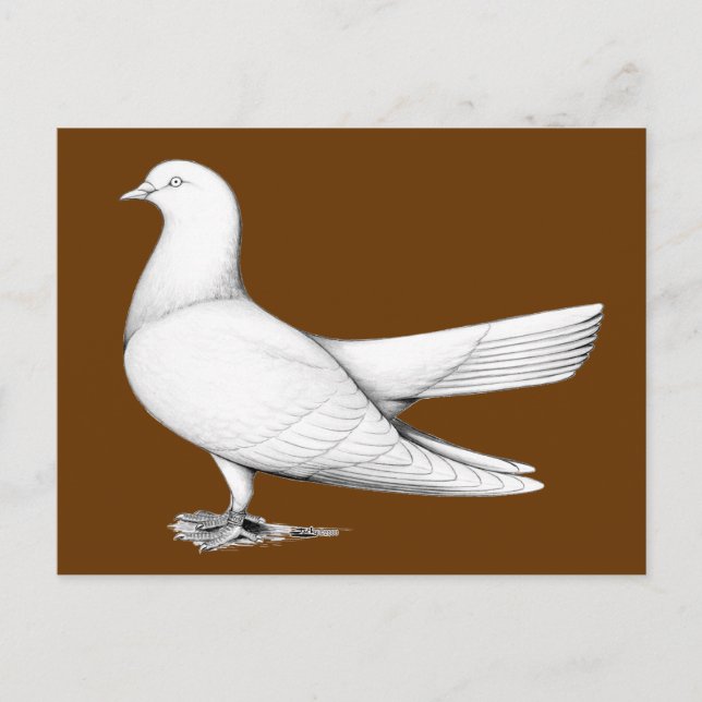 Oriental Roller Pigeon  Flying Type Postcard (Front)