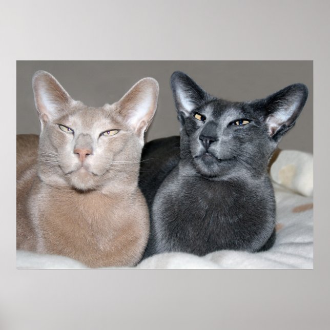 Oriental Shorthair Cats Print (Front)