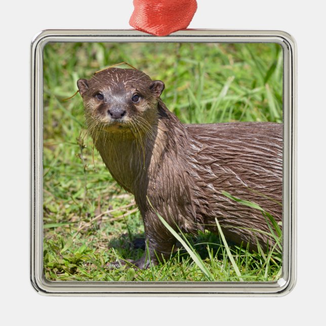 Oriental Small-clawed Otter in grass Metal Tree Decoration (Front)
