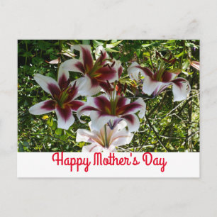 Oriental Trumpet Lily Happy Mother's Day Postcard