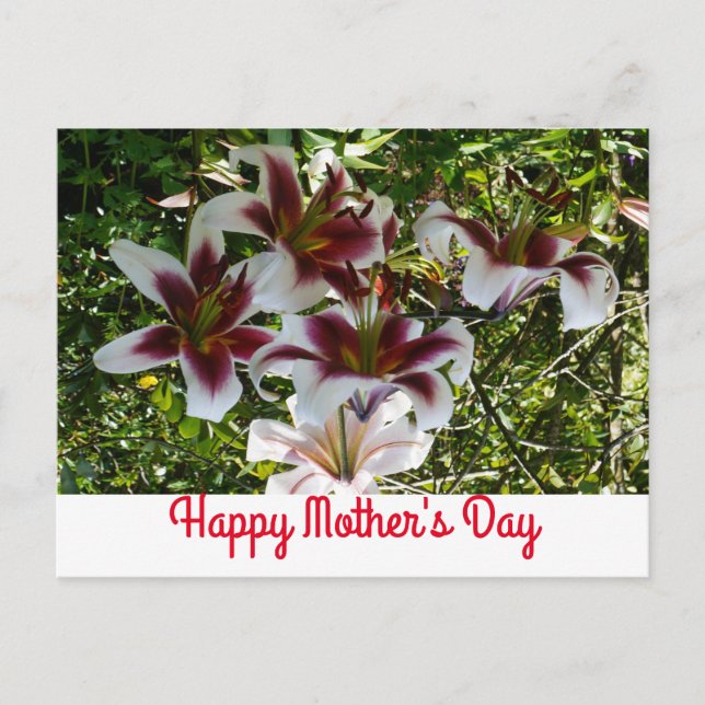 Oriental Trumpet Lily Happy Mother's Day Postcard (Front)
