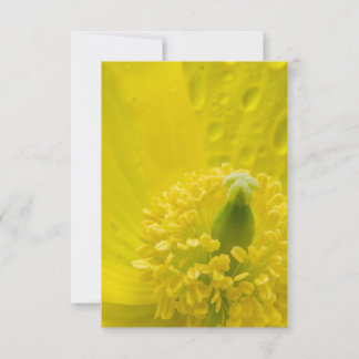 Oriental Yellow Poppy Invitation