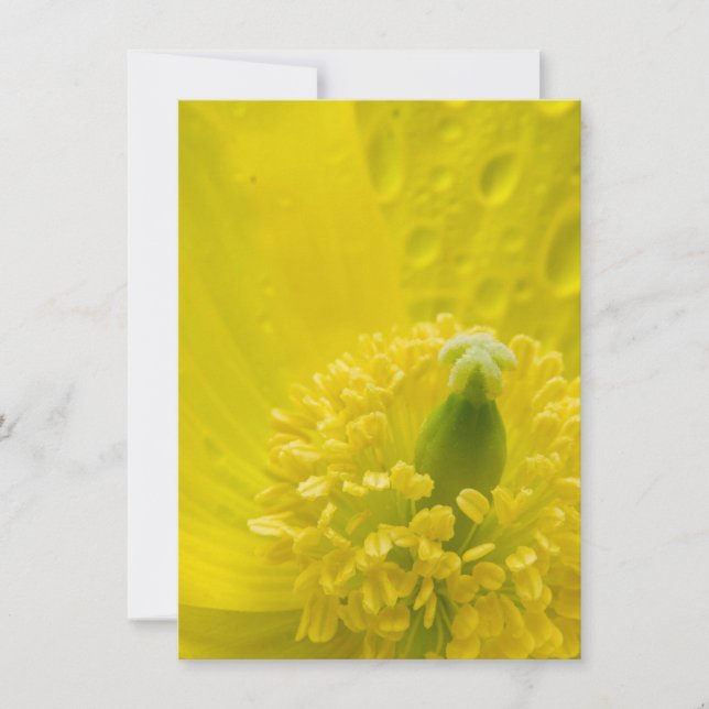 Oriental Yellow Poppy Invitation (Front)